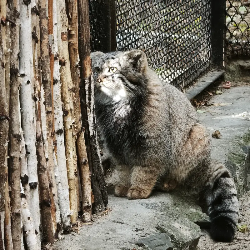 A photograph of a Pallas's cat in Novosibirsk Zoo