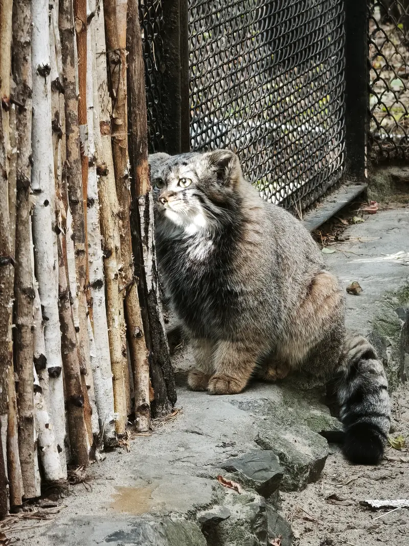 A photograph of a Pallas's cat in Novosibirsk Zoo