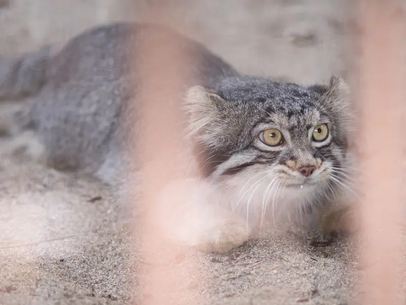 A photograph of Figa in Nogeyama Zoo