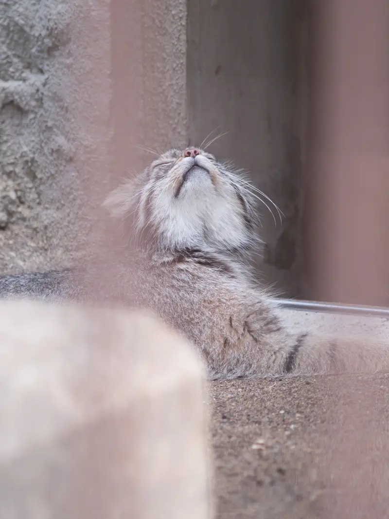 A photograph of Figa in Nogeyama Zoo