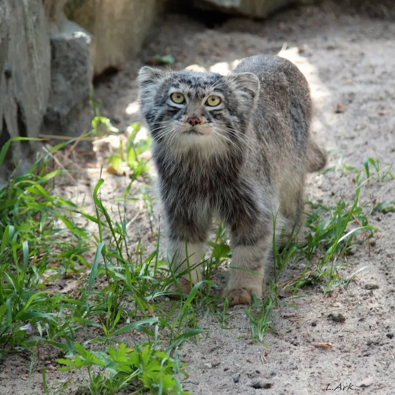 A photograph of Bartok in Novosibirsk Zoo