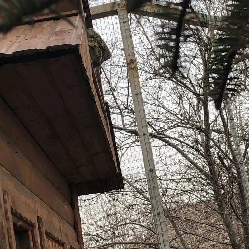 A photograph of Altay in Izhevsk Zoo (Udmurt Zoo)