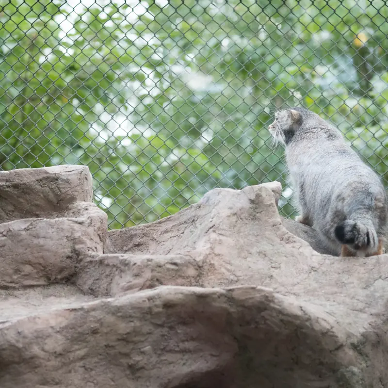 A photograph of Oto in Saitama Children's Zoo