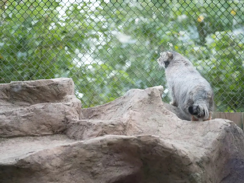 A photograph of Oto in Saitama Children's Zoo