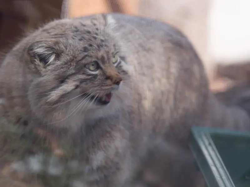 A photograph of Lotos in Saitama Children's Zoo