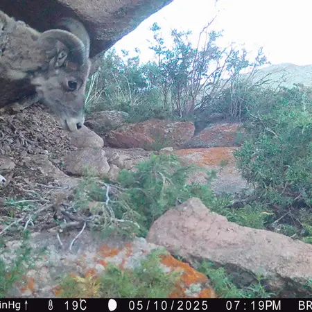 A photograph of Argali from Shubaraigyr camera trap