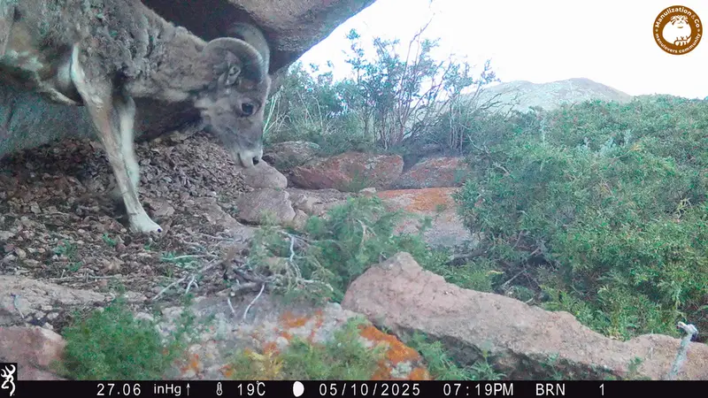 A photograph of Argali from Shubaraigyr camera trap