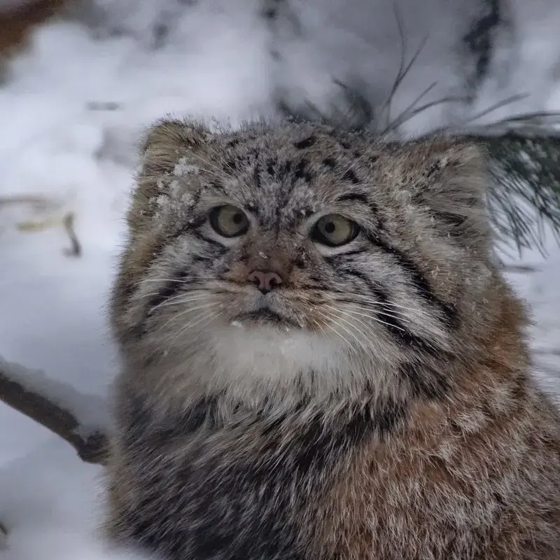A photograph of a Pallas's cat