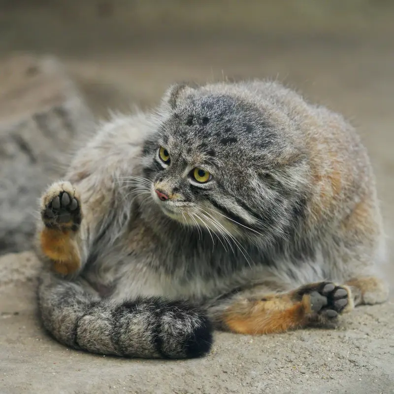 A photograph of Nar in Kobe Animal Kingdom
