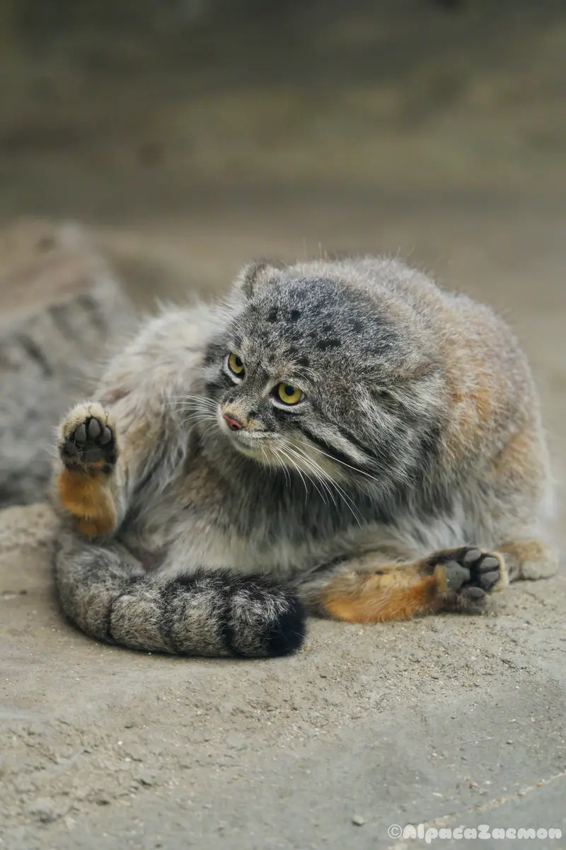 A photograph of Nar in Kobe Animal Kingdom