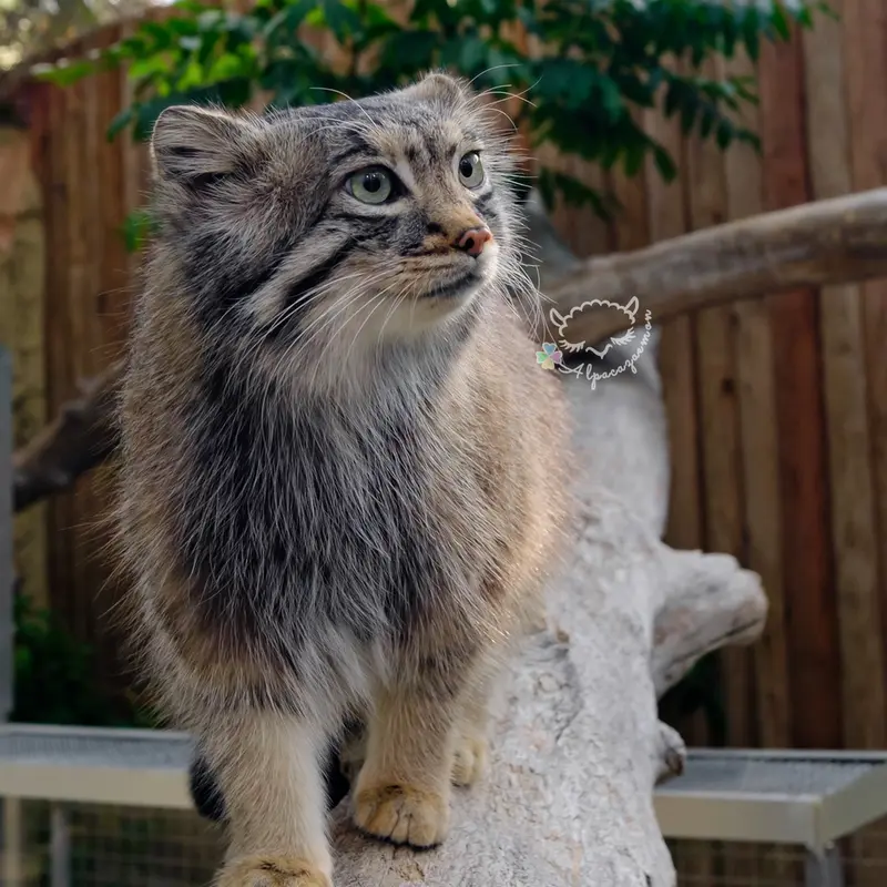 A photograph of Az in Kobe Animal Kingdom