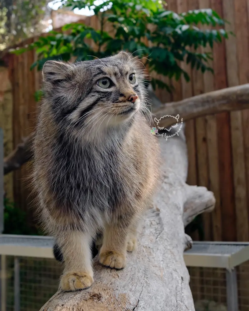 A photograph of Az in Kobe Animal Kingdom