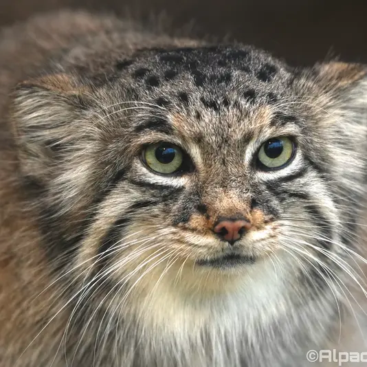 A photograph of Az in Kobe Animal Kingdom