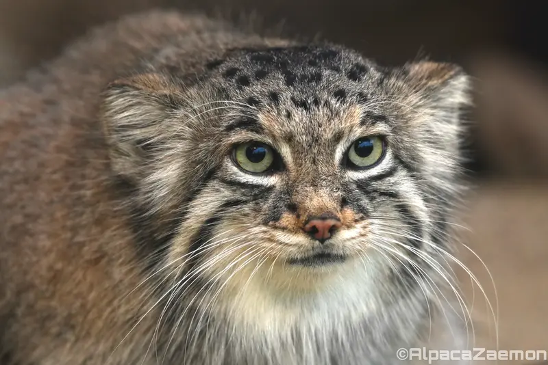 A photograph of Az in Kobe Animal Kingdom