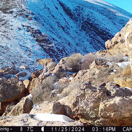 A photograph of Argali from Zhundy 2 camera trap