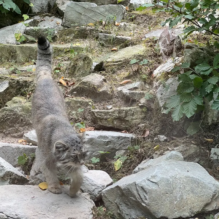 A photograph of Fay in Opel Zoo