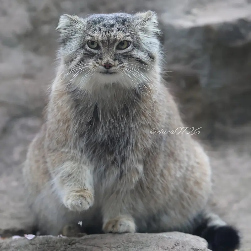 A photograph of Oliva in Saitama Children's Zoo
