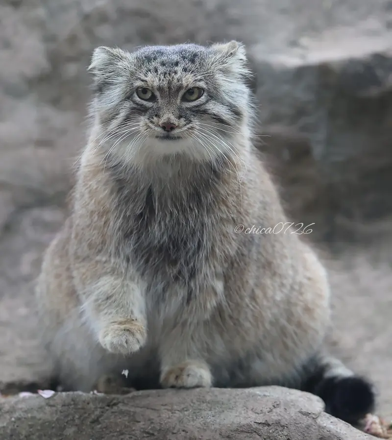 A photograph of Oliva in Saitama Children's Zoo