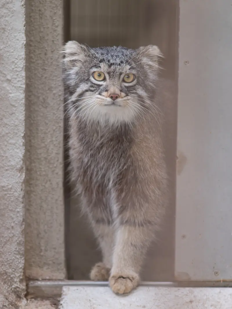 A photograph of Figa in Nogeyama Zoo