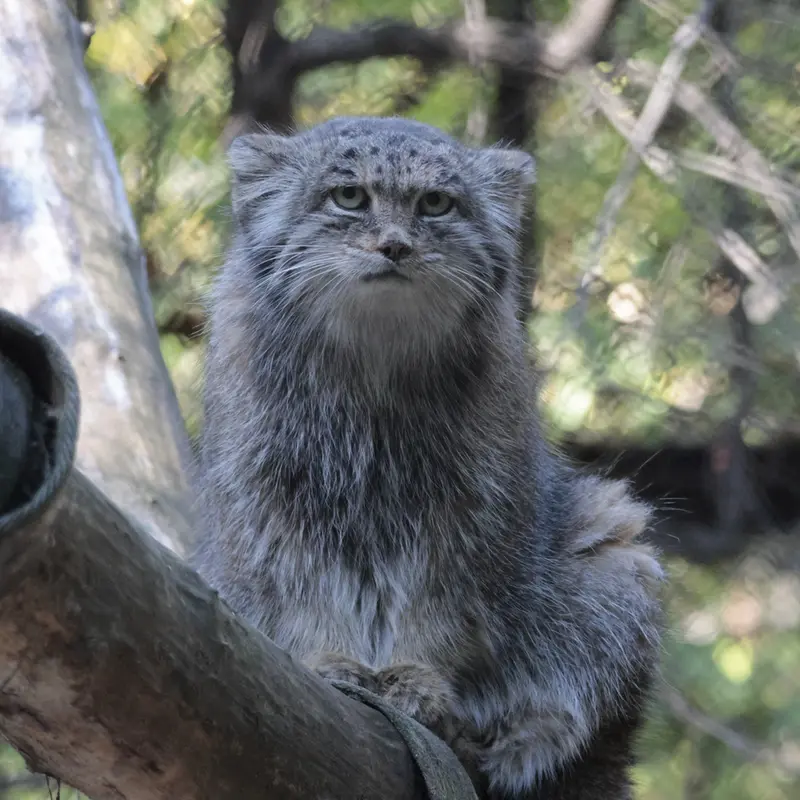 A photograph of Mia in Novosibirsk Zoo