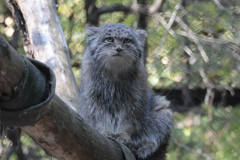 A photograph of Mia in Novosibirsk Zoo