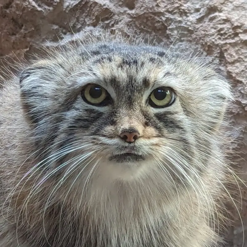 Mischa the Pallas's cat from Birmingham Zoo