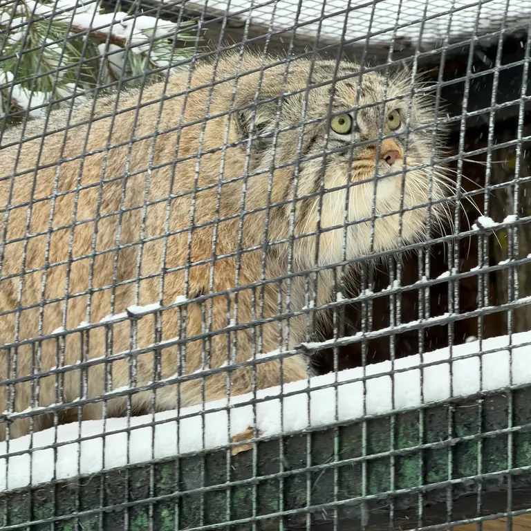 A photograph of Shu in Leningrad zoo