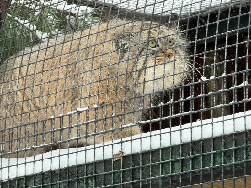 A photograph of Shu in Leningrad zoo