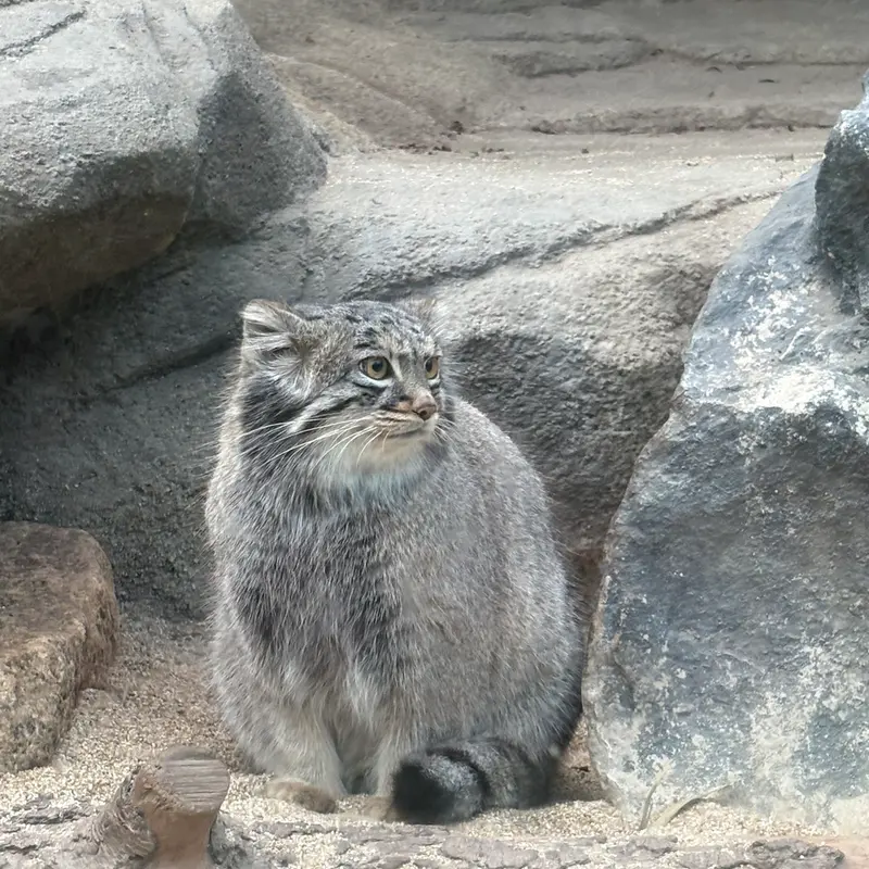A photograph of Mei in Kobe Animal Kingdom