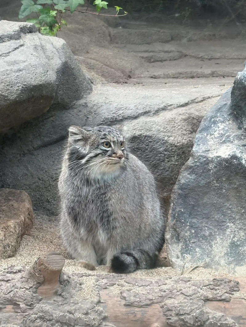 A photograph of Mei in Kobe Animal Kingdom