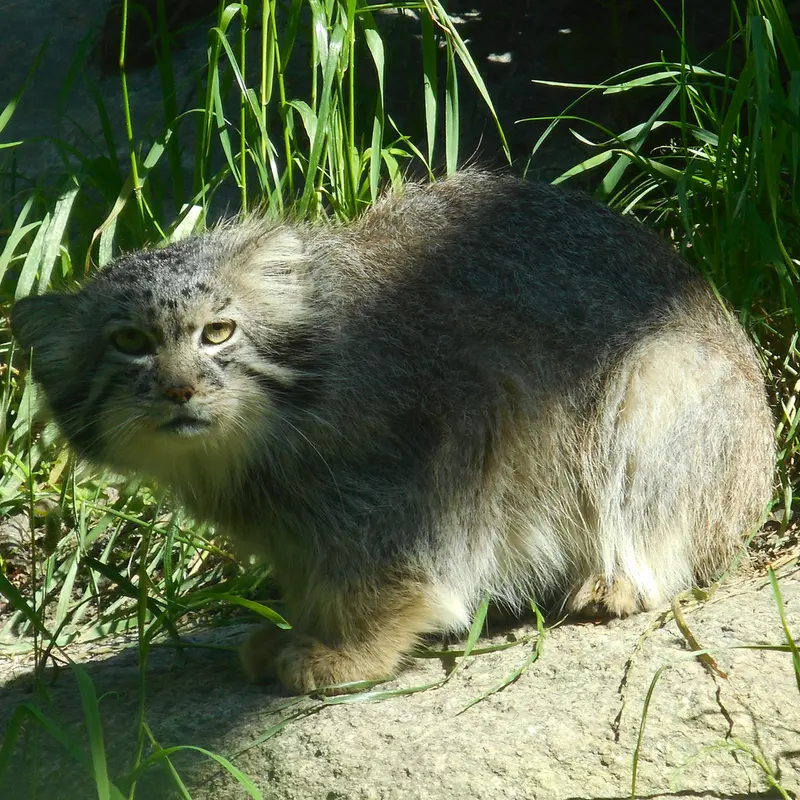 A photograph of a Pallas's cat