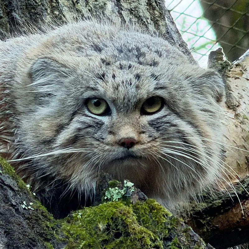Altai the Pallas's cat from Tregomeur Zoo