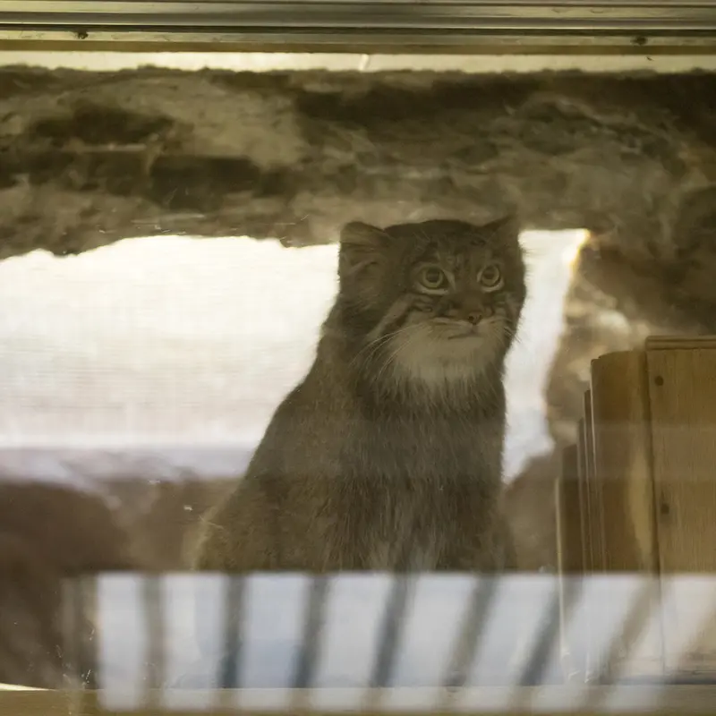 A photograph of Figa in Ueno Zoological Gardens