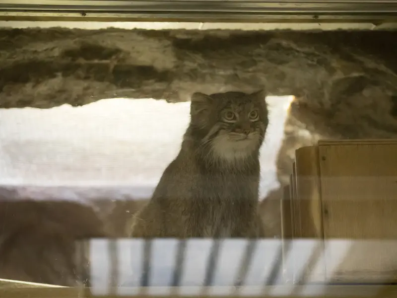 A photograph of Figa in Ueno Zoological Gardens