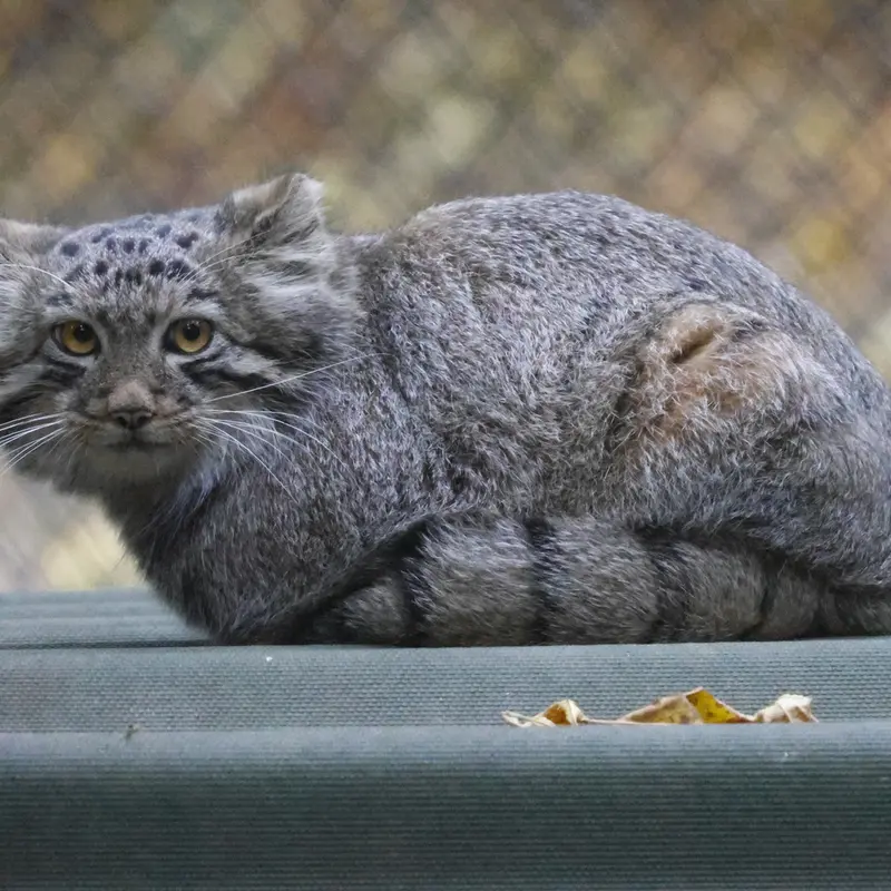 A photograph of a Pallas's cat