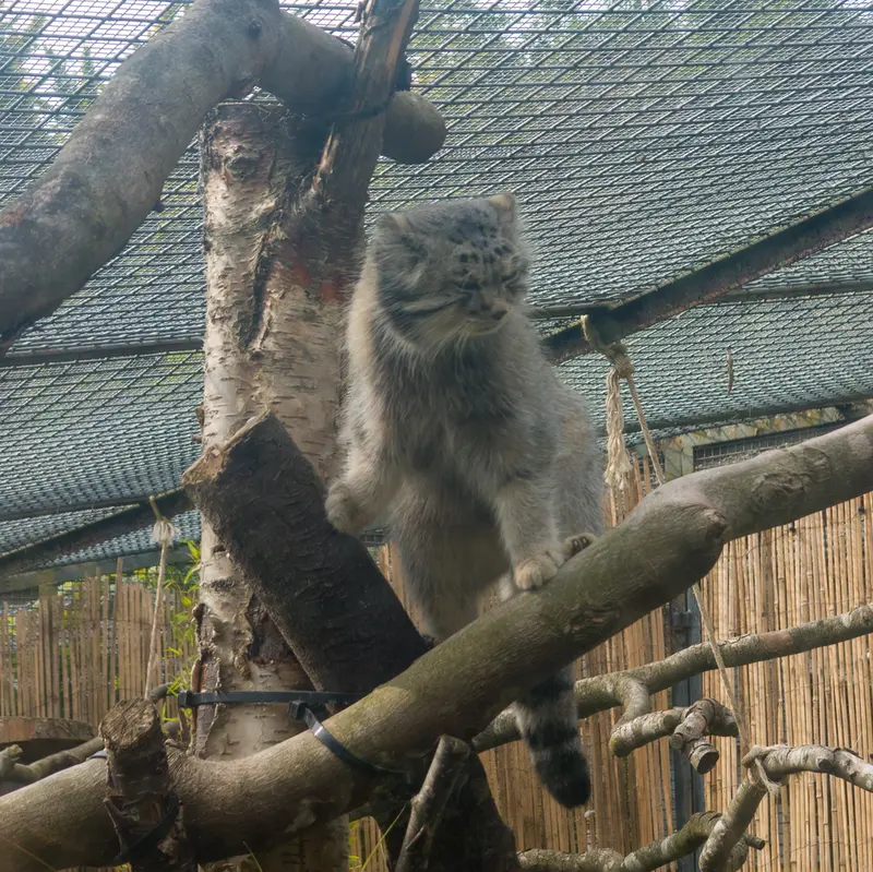 A photograph of Akiko in Edinburgh Zoo