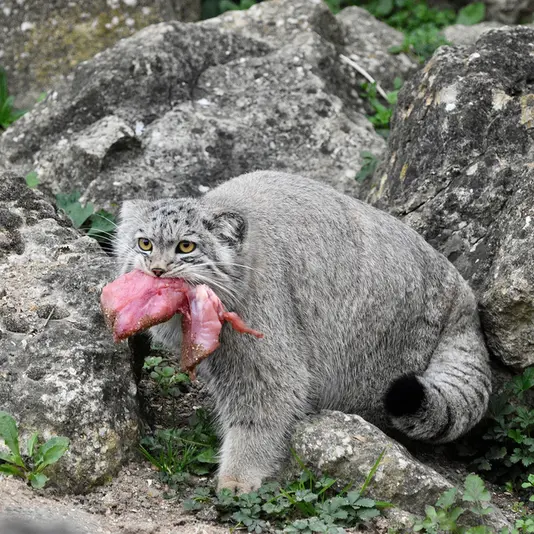 A photograph of Bat-Erdene in Port Lympne Wild Animal Park