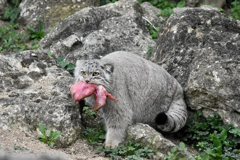 A photograph of Bat-Erdene in Port Lympne Wild Animal Park