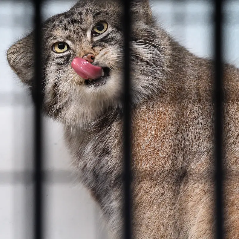 A photograph of Iris in Kobe Oji Zoo