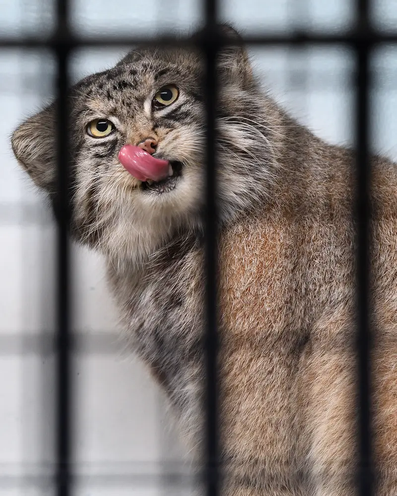 A photograph of Iris in Kobe Oji Zoo