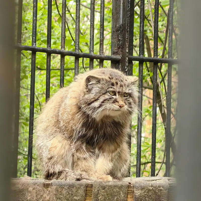 A photograph of Sylvester in Novosibirsk Zoo