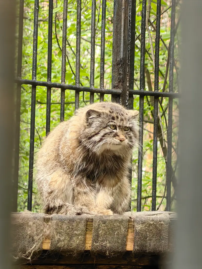 A photograph of Sylvester in Novosibirsk Zoo