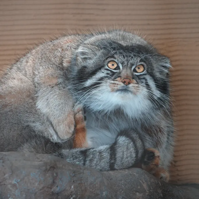 A photograph of Grusha in Asahiyama Zoo