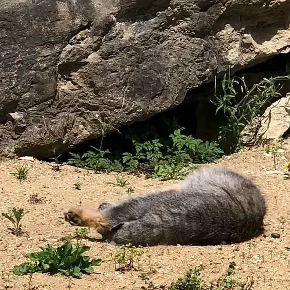 A photograph of a Pallas's cat in Port Lympne Wild Animal Park