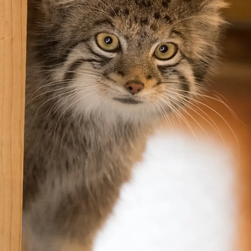 A photograph of Oto in Saitama Children's Zoo