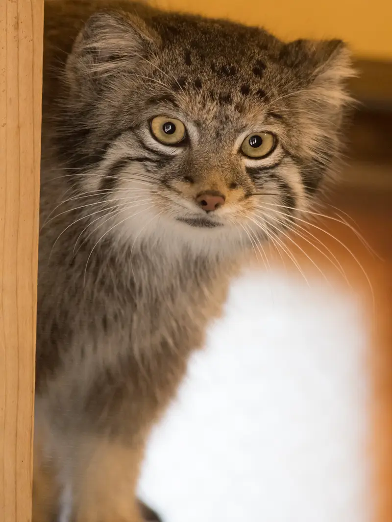 A photograph of Oto in Saitama Children's Zoo