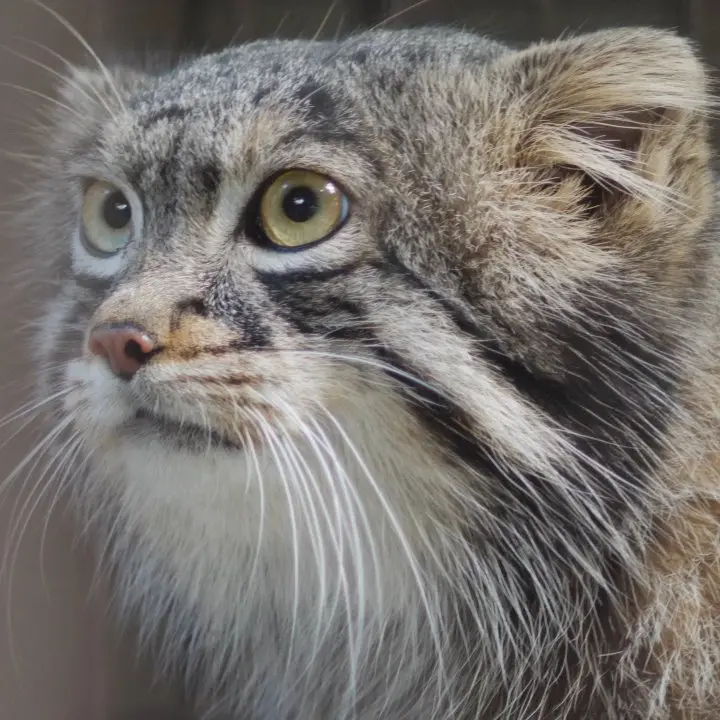 A photograph of Figa in Nogeyama Zoo