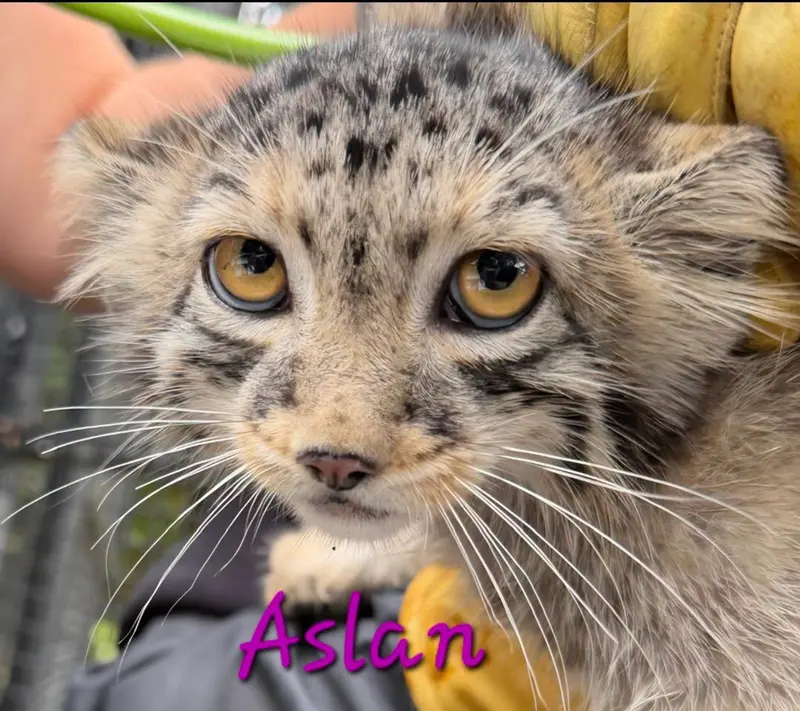 A photograph of Aslan in Niabi Zoo