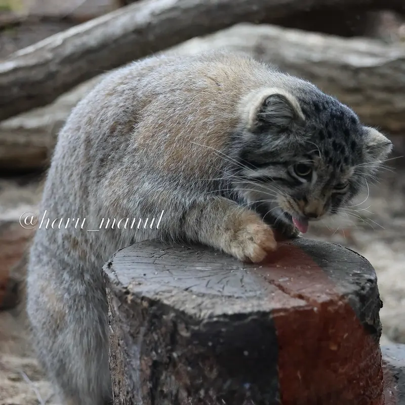 A photograph of Nagomu in Nasu Animal Kingdom