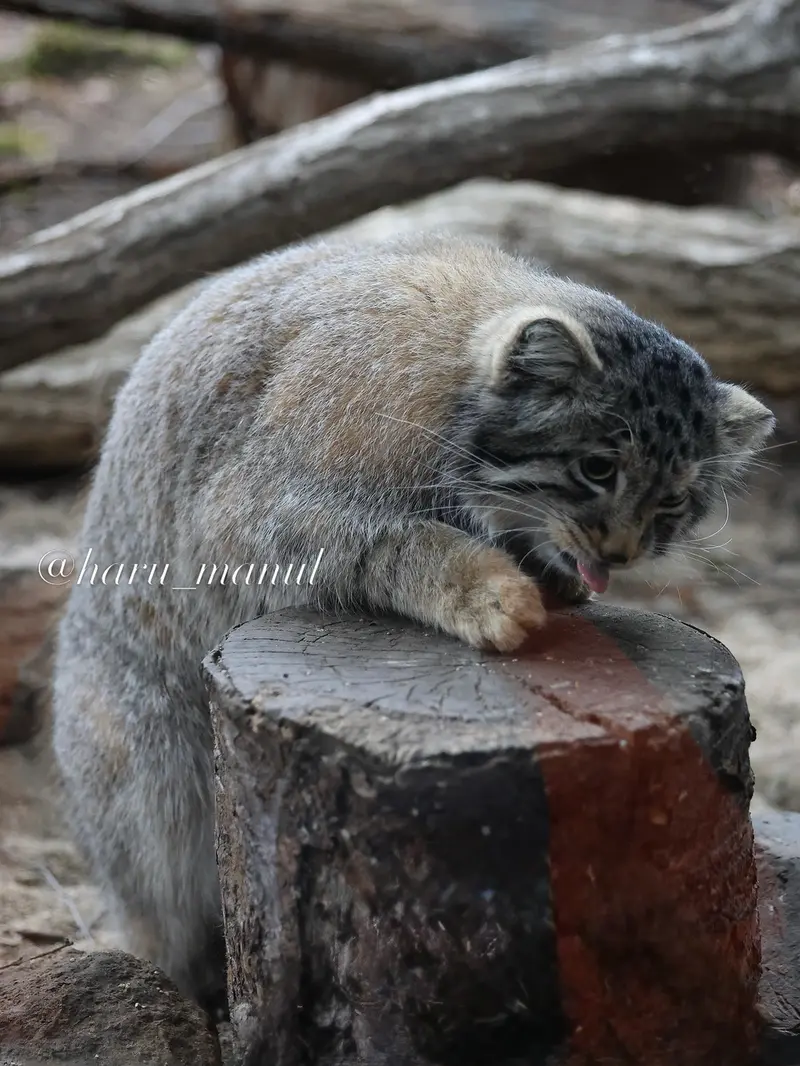 A photograph of Nagomu in Nasu Animal Kingdom